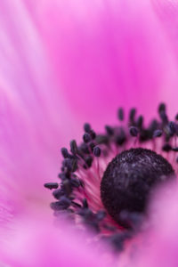 Blossom of a Crown Anemone, Anemone coronaria, buttercups, close-up Blossom of a Crown Anemone, Anemone coronaria, buttercups, close-up